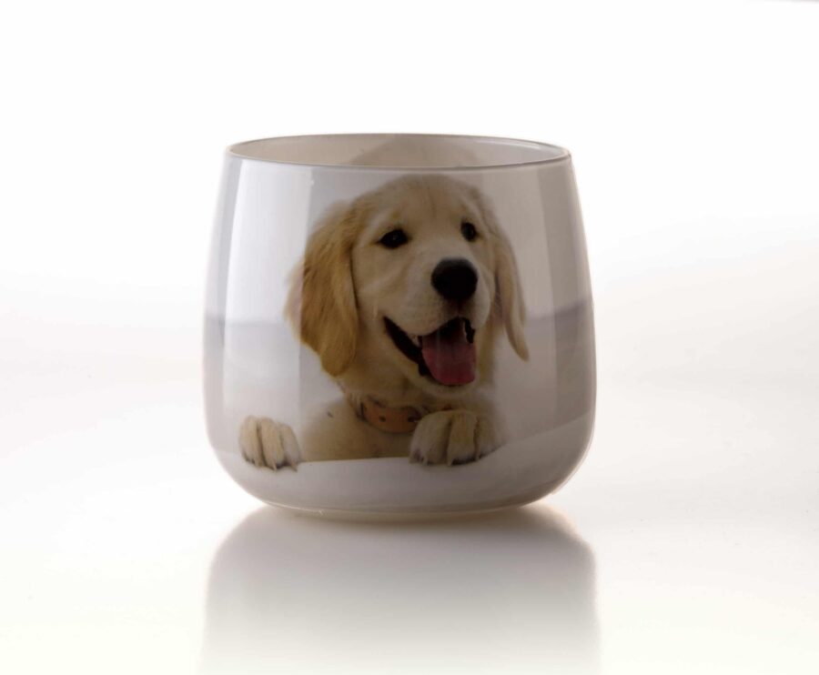Dog Ner Copy Scaled 1.jpg