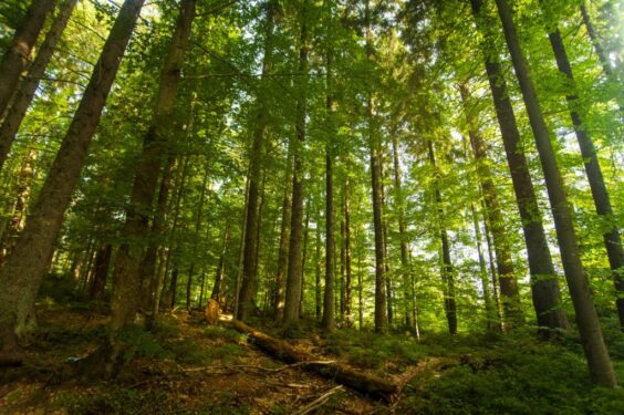Beautiful Pine Trees Mountains 1024x681
