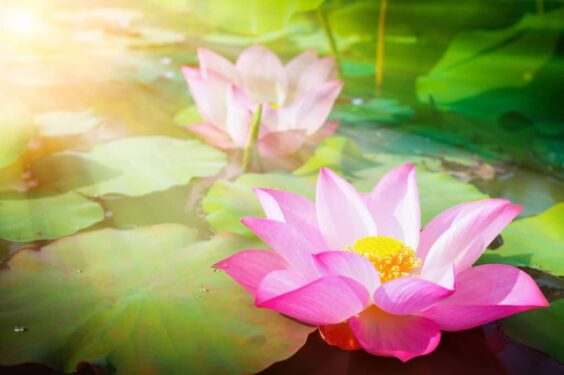 Beautiful Pink Lotus Flower Nature With Sunrise Background 1024x682