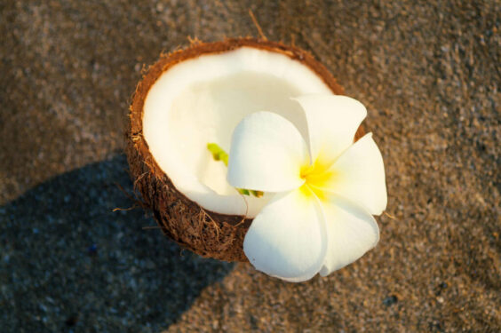 Tropical Fresh Open Coconut Dry Decorated White Plumeria White Beach 1 1024x682